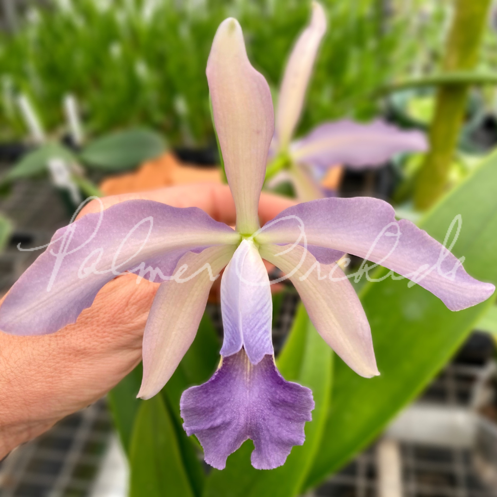 Cattleya+Atlanta+-+Palmer+